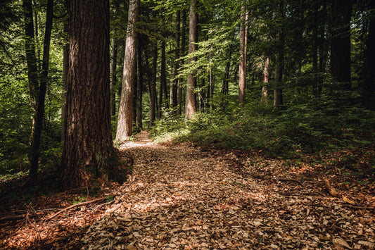 Bestattungswald – Friedwald, Waldruh und co. bieten eine alternative Ruhestätte im Einklang mit der Natur